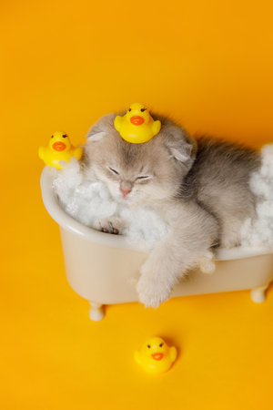 A relaxed, sleepy kitten lying in a toy bathtub with soap bubbles, surrounded by yellow rubber ducks. One duck is resting on the head.の写真素材