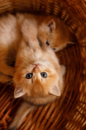 Two golden shaded kittens playing in a basket. One kitten looks up at the camera while the other relaxes in the basket, creating a playful and adorable scene.の写真素材