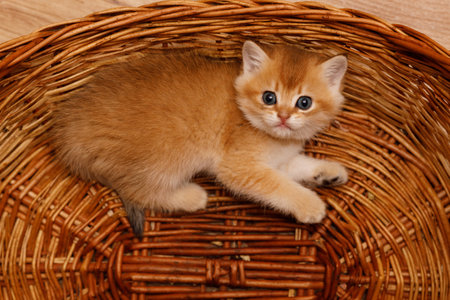 An orange kitten lies comfortably in a basket, gazing directly at the camera from above. The top-down perspective highlights the kittens expressive eyes and soft furの写真素材
