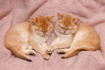 Two adorable kittens resting peacefully on a soft pink blanket, looking calm and sleepy.の写真素材