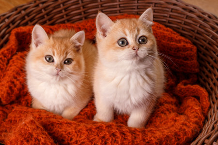 Two kittens are sitting in a woven basket on a knitted blanket, both with a cautious, alert gaze. Their eyes are focused, giving the scene a sense of curiosity and watchfulnessの写真素材