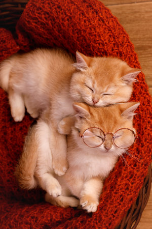 Two kittens are peacefully sleeping on a cozy knitted blanket. One kitten is wearing clear glasses, while the other is without any glasses.の写真素材