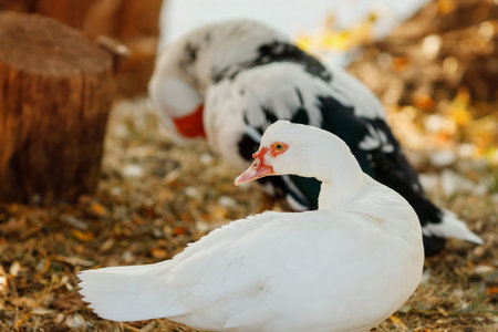 One predominantly white and the other black and white, rest on a straw-covered ground in a farm-like setting. The focus is on the white duck in the foreground.の写真素材