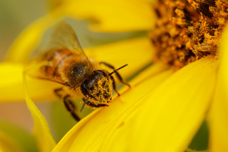 Detailed macro close-up of a bee gathering nectar on a sunflower blossom. The bee is completely...