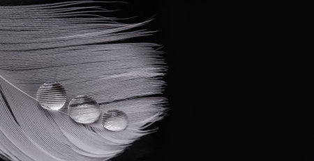 Extreme macro of a white feather with three perfectly formed, crystal clear water drops. High contrast on a pure black background. Focus on texture and light reflection.の写真素材