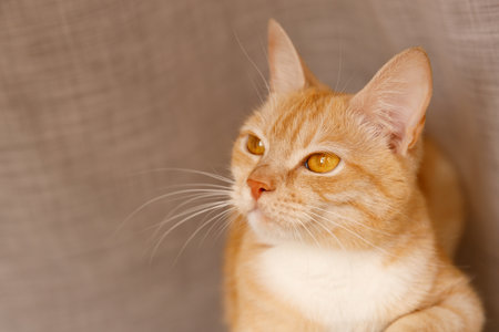 Close-up portrait of an orange tabby cat with expressive yellow eyes looking up. Soft, neutral background. Focus on fur texture and whiskers.の写真素材