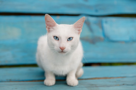 Head-on, close-up portrait of a pure white cat with stunning, intense blue eyes and a pink nose, sitting on a brightly painted, vibrant blue wooden bench.の写真素材