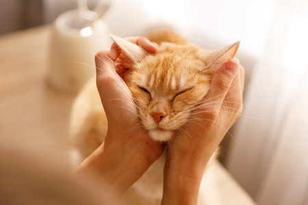 Portrait of an orange tabby cat, whose face is gently cradled by human hands, with its eyes closed in contentment or sleep, conveying deep affection and the comfort of the bond between human and pet.の写真素材
