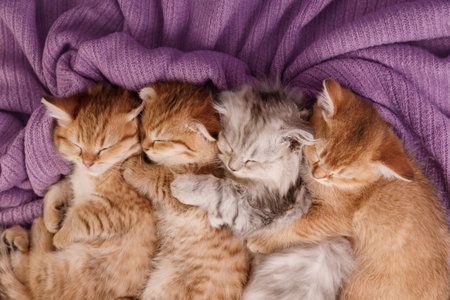 Extreme close-up of four tiny kittens (ginger and grey) sleeping side-by-side on a purple textured background. Focus on peaceful faces and closed eyes.の写真素材