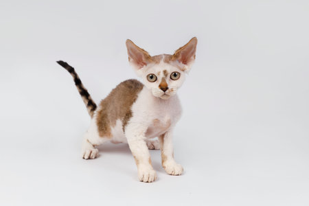 A bicolor Devon Rex kitten standing in a natural pose, looking straight forward, showing its curly...