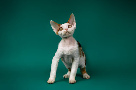 An adorable bicolor Devon Rex kitten stands on a dark green background, tilting its head and looking...