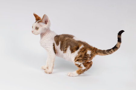A full-body profile of a bi-color Devon Rex kitten showing its unique body shape, curly fur, and...