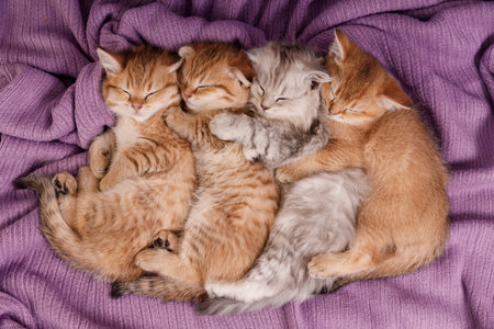 Close-up of four fluffy kittens sleeping in a row on a purple knitted rug. They are huddled close together, appearing to hug each other in their sleep.の写真素材