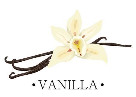 Isolated vanilla on a white background. Sweet vanilla. Print, banner, label, poster, sticker, logo. Vector illustration.のイラスト素材