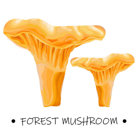 Card, banner, poster, sticker with forest mushroom. Mushroom chanterelle. Vector illustration.のイラスト素材