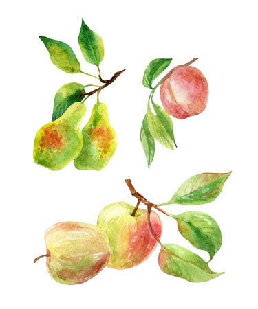 Apple, pear and peach branches with leaves and fruits. Watercolor apple, pear, peach fruits isolated on white background. Summer harvest. Fruit branch set. Hand drawn illustrationの写真素材