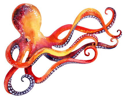 watercolor octopus. Hand painted illustrationの素材 [FY31071658301