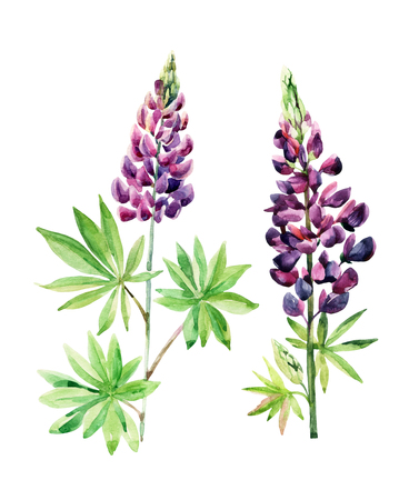 Watercolor lupines set isolated on white background. Watercolor meadow flower for floral background. Hand painted garden illustrationの写真素材