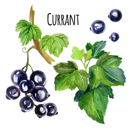 Watercolor black currants set isolated on white background. Hand painted illustrationの写真素材