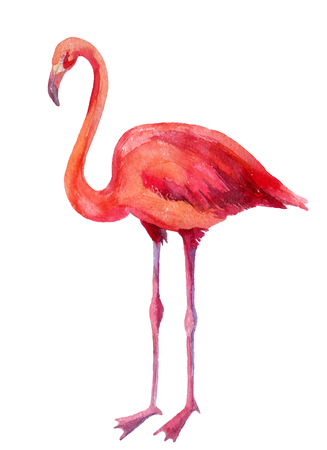 Watercolor illustration of pink flamingoの写真素材