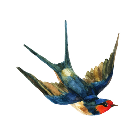 Watercolor Swallow on white background. Hand painted illustrationの写真素材