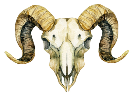 Ram skull. Sheep skull isolated on white background. Hand painted illustrationの写真素材