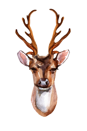 Watercolor deer head - front view. Hand painted illustrationの写真素材