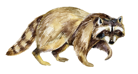 Watercolor painting of raccoonの写真素材
