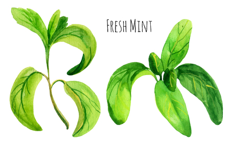 Watercolor mint set isolated on white background. Hand painted illustration with mint leavesの写真素材