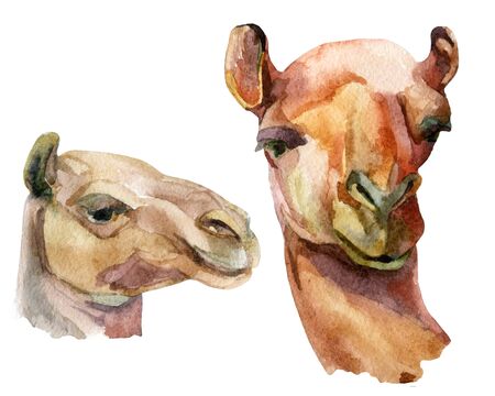 Watercolor camel illustrationの写真素材