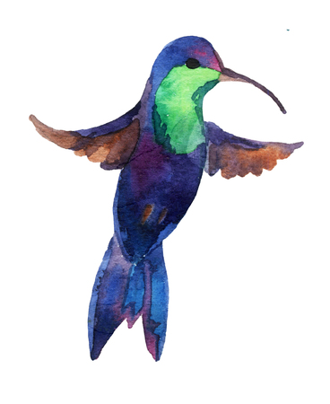 Watercolor blue hummingbird in flightの写真素材