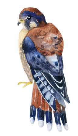 Watercolor kestrel isolated on white backgroundの写真素材
