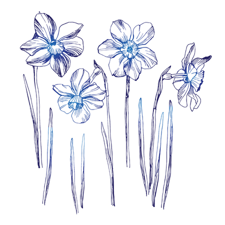 Daffodil drawing set isolated on white background. Vector sketch narcissus illustration. Narcissus in bloom. Ink painted narcissus flowers over white. Blossom collection. Hand drawn illustration.のイラスト素材