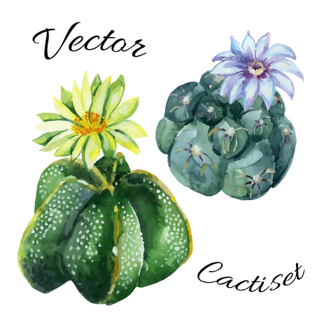 Watercolor cactus set isolated on white background. Hand painted vector illustrationのイラスト素材