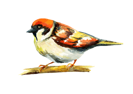 sparrow watercolor, vector illustrationのイラスト素材