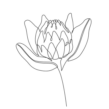 Protea flower line drawing. Abstract botanical flower line art isolated on white background. Minimal vector illustration in one continuous line styleのイラスト素材