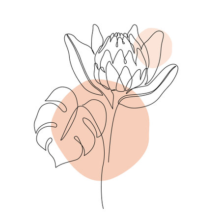 Protea flower and tropical monstera leaf line drawing. Abstract botanical flower and leaves line art on geometric shapes background. Minimal vector illustration in one continuous line styleのイラスト素材