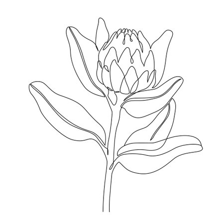 Protea flower line drawing. Abstract botanical flower line art isolated on white background. Minimal vector illustration in one continuous line styleのイラスト素材