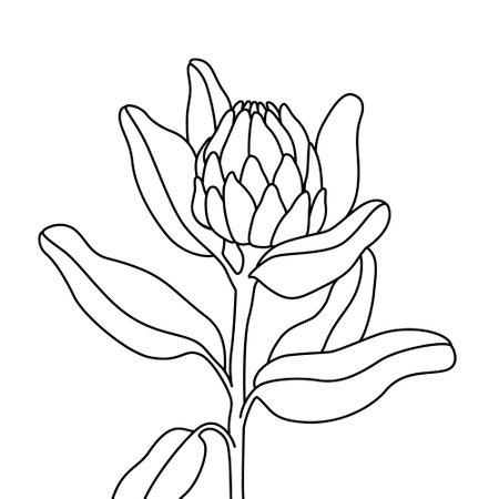 Protea flower line drawing. Abstract botanical flower line art isolated on white background. Minimal vector illustration in one continuous line styleのイラスト素材