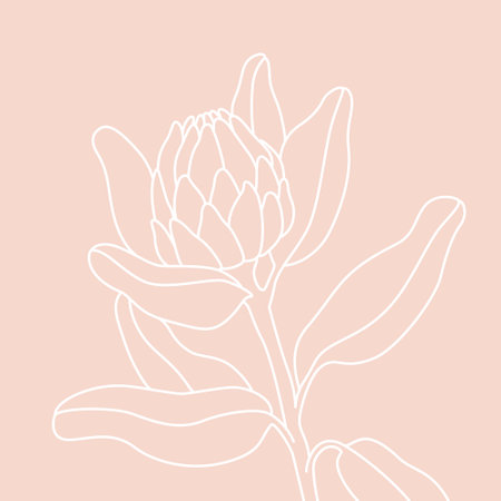 Protea flower line drawing. Abstract botanical flower line art isolated on white background. Minimal vector illustration in one continuous line styleのイラスト素材