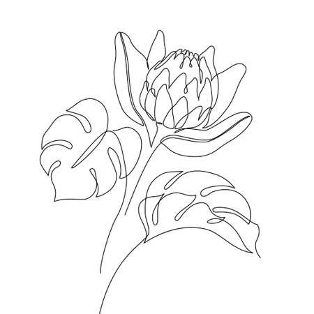 Protea flower and tropical monstera leaf line drawing. Abstract botanical flower and leaves line art on white background. Minimal vector illustration in one continuous line styleのイラスト素材