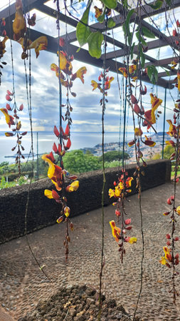 Delicate hanging blossoms in vibrant red and yellow tones framed against distant ocean and dramatic...