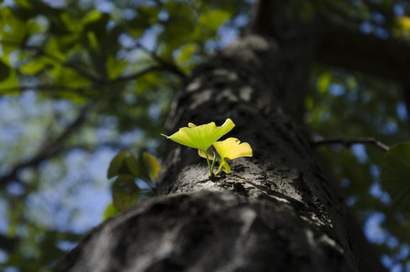 Invert Ginkgo biloba leafの写真素材