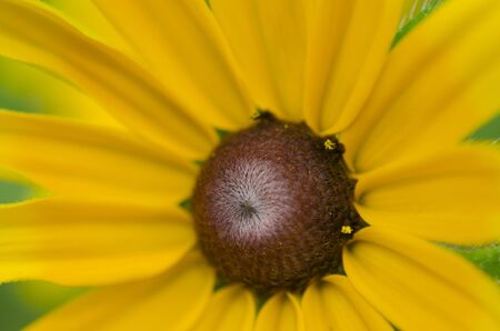 Yellow flower
