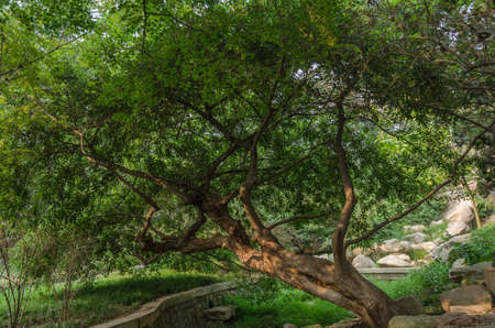 Big tree