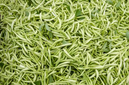 Fresh honeysuckleの写真素材