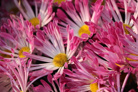 chrysanthemum