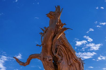 Populus euphratica forest in Mulei, Xinjiang, Chinaの写真素材