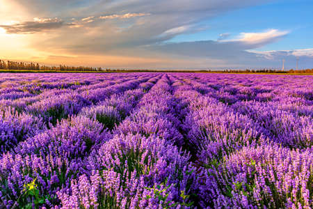 the Hometown of Lavender in China-Xinjiang Yili Kazakh Autonomous Prefecture.