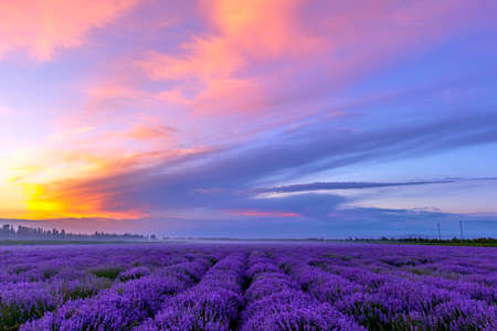 The "Hometown of Lavender in China"-Xinjiang Yili Kazakh Autonomous Prefecture.の写真素材